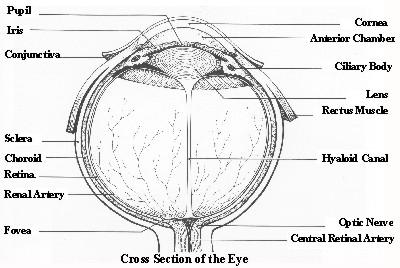 fig1-2cTN.jpg Diagram of Typical Eye for a Biological Vision System 400x300