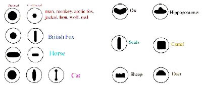 fig1-5bTN.jpg Iris Design Variations for Camera Type Eyes 400x169