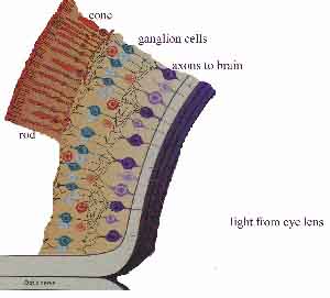 fig1-7aTN.jpg Retina Layers 300x271