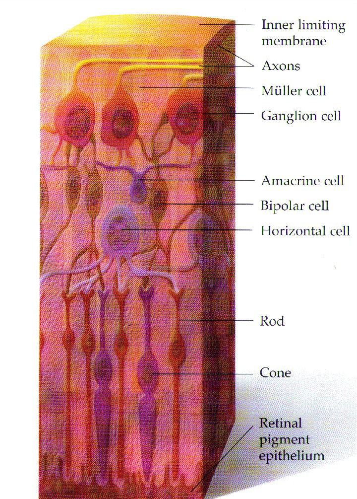 eyech1-a.html - EYE DESIGN, How we see, intelligent design, evolution