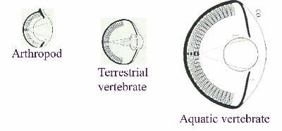 fig2-01TN.gif Camera Type Optical Design variations 400x187