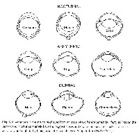 fig2- Camera Type Opti01aTN.jpg Camera Eye Structure Durations 196x200