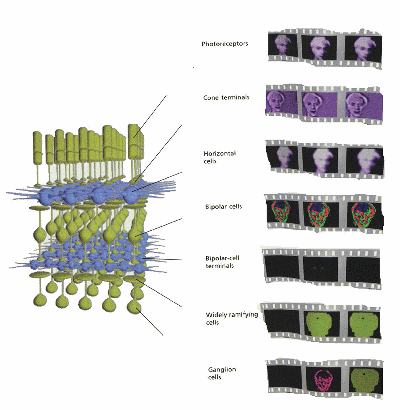 fig2-03TN.gif Cross Section of Human Retina 410x400