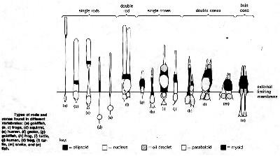 fig2-04bTN.jpg Rod and Cone Details