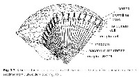 fig2-09aTN.jpg and fig2-09.gif Apposition Eye Construction 116x200