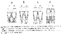 fig2-09eTN.jpg Apposition Compound Eye Design 109x200