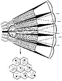 fig2-11TN.jpg Neural Superposition Eye 175x235