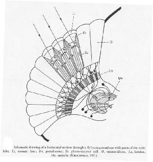 fig2-12TN.jpg Neural Superposition Eye 175x186