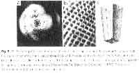 fig2-13aTN.jpg Refraction Superposition eye design 105x200