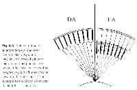 fig2-15cTN.jpg Example of Refracted Superposition Moth Eye with a large number of facets 131x200