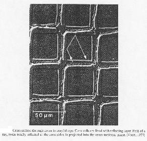 fig2-17TN.jpg Example of Reflective-Superposition Eyes of a Crayfish (Cross Section) 300x288