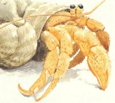 fig2-19TN.jpg Example of Parabolic Superposition Eyes of a Hermit Crab 400x357