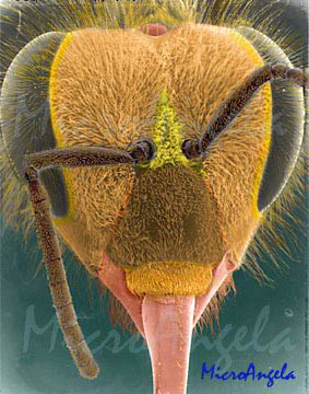 fig-3-13b-hon-beeTN.jpg Honeybee Eyes 200x254