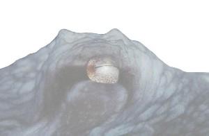 fig3-09TN.jpg Giant Pacific Octopus Eye 200x145