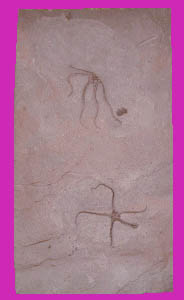 fig3-12g-fossilTN.jpg 175x326