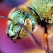 fig3-13cgreenbeeTN.jpg Green Bee 175x175