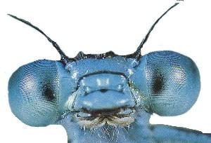 fig3-15damsilfly1TN.jpg Damsilfly Eyes 500x340