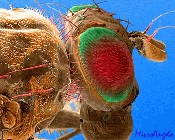 fig3-17c-flyTN.jpg Fly Eye Example 175x140