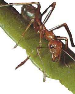 fig3-18ant1TN.jpg Ant Eyes 250x315