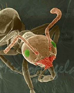 fig3-19b-antTN.jpg Black Ant Eyes 250x311