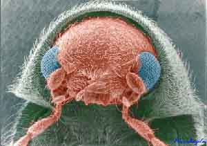 fig3-23b-beetleTN.jpg Figure 3.23b Cigar Beetle Eye 250x176