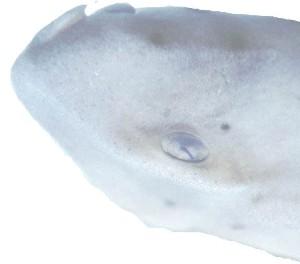 fig3-25TN.jpg Horn Shark Eye