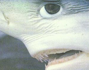 fig3-26TN.jpg Blue Shark Eye 300x286