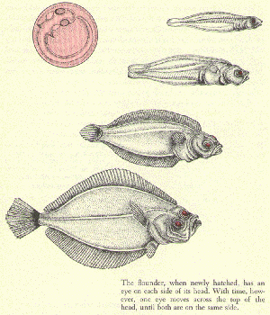 fig3-27TN.gif Flounder Eyes 300x350