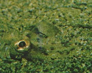 fig3-27aTN.jpg Flounder Eyes in sand