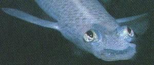 fig3-28TN.jpg Four-eyed Fish Eyes 300x128