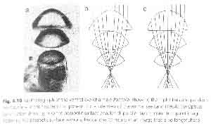 fig3-28bTN.jpg Four-eyed Fish Eyes 179x300