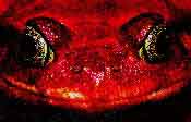 fig3-30b-tomato-TN.jpg Tomato Frog Eyes 175x112