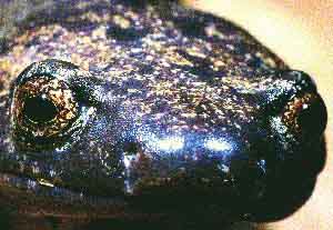 fig3-31b-alta-TN.jpg Alta Verapaz Salamander Eyes 300x207