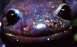 fig3-31c-boulanger-TN.jpg Boulanger's Oriental Salamander Eyes 300x211