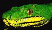 fig3-32b-emerald-boa-TN.jpg Rainbow Boa Eyes 195x116