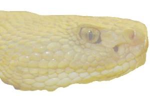 fig3-33TN.jpg Rattlesnake Eyes 300x191