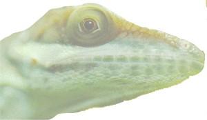 fig3-34TN.jpg Lizard Eyes 300x174