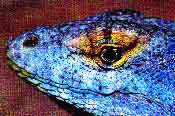 fig3-34d-rock-TN.jpg Baja California Rock Lizard Eyes 175x116