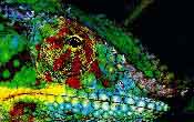 fig3-35b-panther-TN.jpg Panther Chameleon Eyes 200x126