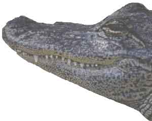 fig3-37TN.jpg Alligator Eyes 175x140