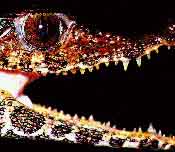 fig3-37c-schneider-TN.jpg Schneider Smooth-Fronted Caiman Eyes 175x152