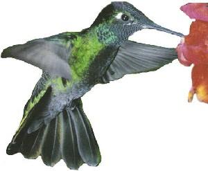 fig3-39TN.jpg Hummingbird Eyes 300x247