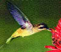 fig3-39bTN.jpg Hummingbird Eyes 200x169