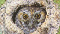 fig3-40TN.jpg Owl Eyes 300x175