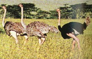 fig3-42TN.jpg Ostrich Eyes 300x194