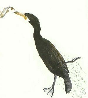 fig3-43TN.jpg Cormorant Eyes 300x332