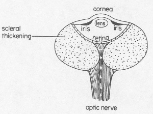 fig3-45TN.gif Whale Eye X-section 300x224