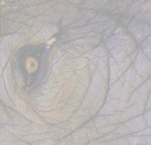 fig3-47elephTN.jpg Elephant Eye 300x288