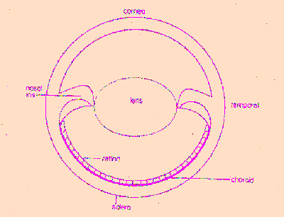 fig3-48TNre.gif Cat Eye X-section 400x306