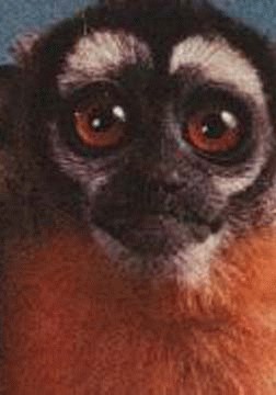 fig3-50monkeyTN.jpg Small Monkey with large eyes 300x432